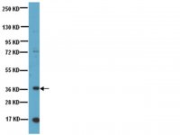 Anti-Nanog Antibody, NT 