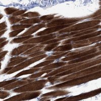 Anti-NBR1 antibody produced in rabbit