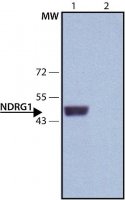 Anti-NDRG1 (C-terminal) antibody produced in rabbit 