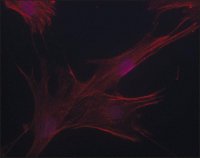 Anti-Nedd9 (C-terminal region) antibody produced in rabbit 