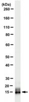Anti-Neuritin (CPG15) Antibody, clone A6.1 