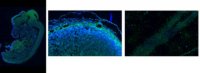 Anti-Neurocan Antibody, C-terminal 