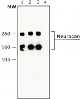 Anti-Neurocan antibody, Mouse monoclonal 