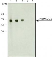 Anti-NeuroD1 antibody produced in rabbit 