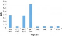 Anti-Neuropeptide Y (NPY) antibody produced in rabbit 