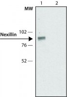 Anti-Nexilin antibody,Mouse monoclonal 