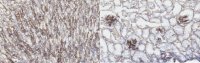 Anti-Nidogen 1 Antibody, clone ELM1 