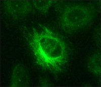 Anti-Nitrotyrosine antibody produced in rabbit 