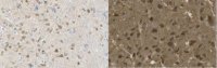 Anti-nonphospho-Ser9/21 GSK3/ Antibody, clone 15C2 