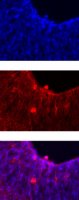 Anti-Notch 1 Antibody, clone mN1A 