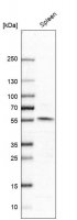 Anti-NPY1R antibody produced in rabbit 