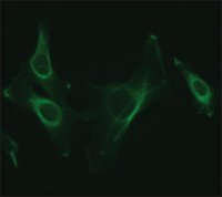 Anti-NUCB2 (C-terminal) antibody produced in rabbit 