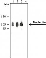 Anti-Nucleolin antibody produced in rabbit