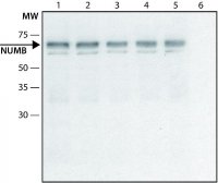 Anti-NUMB (C-terminal) antibody produced in rabbit 