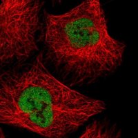 Anti-NXF3 antibody produced in rabbit 