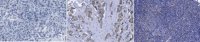 Anti-OASIS (CREB3L1) Antibody, clone 10H1 