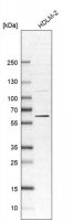Anti-OASL antibody produced in rabbit 