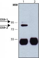 Anti-OS9 antibody produced in rabbit 