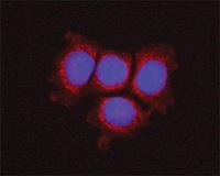 Anti-OSTF1 antibody, Mouse monoclonal