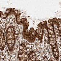 Anti-OTUD7B antibody produced in rabbit