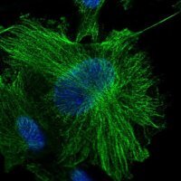 Anti-OTUD7B antibody produced in rabbit