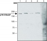 Anti-p190-B RhoGAP (C-terminal region) antibody produced in rabbit 