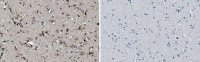Anti-P2RY12 Antibody, clone 10B5.3.27 