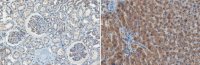 Anti-p70S6 Kinase Antibody, clone 10H11.1 