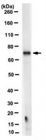 Anti-p70S6 Kinase Antibody, clone 10H11.1