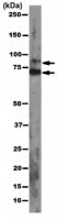 Anti-pan Ago Antibody, clone 2A8 