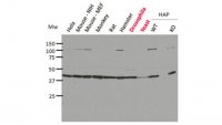 Anti-pan-Actin Antibody, clone 2A3
