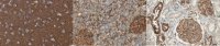 Anti-pan-PMCA Antibody, clone 5F10 