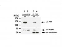 Anti-PAXIP1 