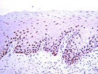 Anti-PCNA Antibody, clone PC10