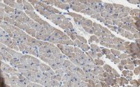 Anti-PD-L1 B7-H1 Antibody, clone 10B5 