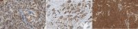 Anti-PDCD6-interacting protein Antibody, clone 12H1.2 