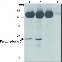 Anti-Peroxiredoxin 6 (N-terminal) antibody produced in rabbit 