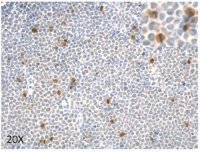 Anti-phospho 4E-BP1 (Ser83) ABE2889-25UL