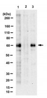 Anti-phospho BAF60C (Ser247) 