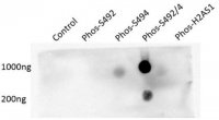 Anti-phospho Brd4 (Ser492/Ser494) 