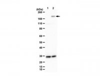 Anti-phospho DCC (Tyr1418) 