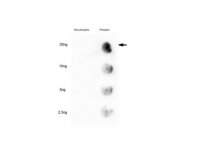 Anti-phospho GATA6 (Ser37) 
