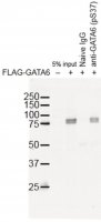 Anti-phospho GATA6 (Ser37) 