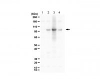 Anti-phospho RasGRP2 (Ser116/Ser117)