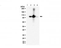 Anti-phospho RasGRP2 (Ser554) 