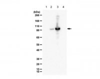Anti-phospho RasGRP2 (Ser586) 
