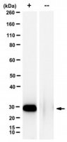 Anti-phospho-BRCA1 (Ser114) Antibody, clone 3C10G8 
