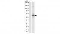 Anti-phospho-cytokeratin-8 (K8) (Ser73) Antibody, clone LJ4 