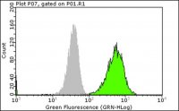 Anti-phospho-EGFR (Tyr1173) Antibody, clone 9H2, Alexa Fluor� 488 16-244