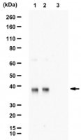 Anti-phospho-eIF-2 (Ser51)